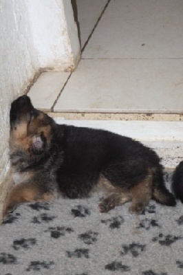 de la Grotte d'Ouvea - un pauvre chien se fait devoré par une bete sauvage!!!!