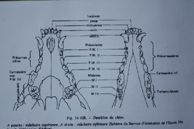 de la Grotte d'Ouvea - profitez d une visite chez votre vétérinaire 