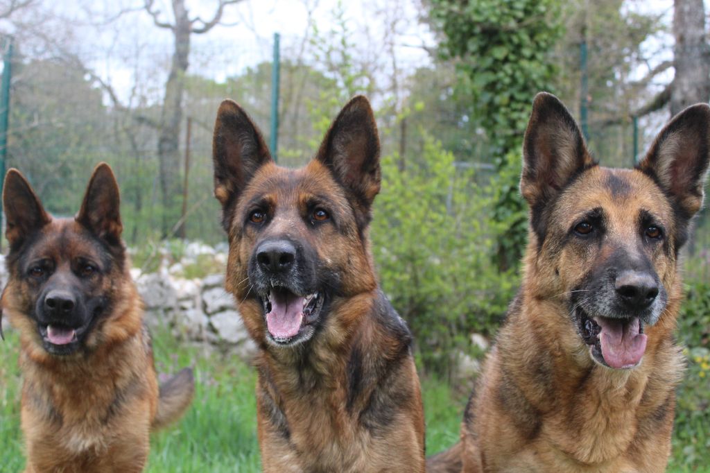 de la Grotte d'Ouvea - DES CHIOTS DISPONIBLES