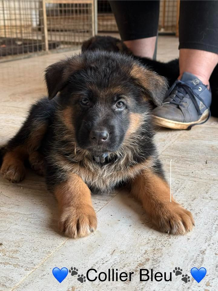 de la Grotte d'Ouvea - Chiots disponibles - Berger Allemand