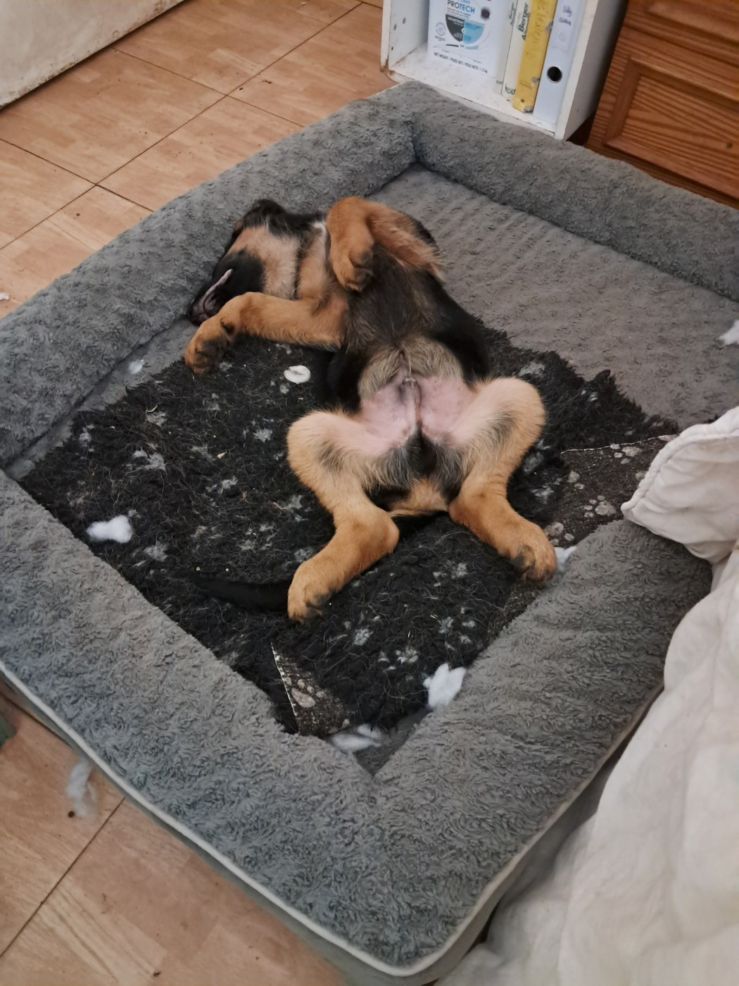 de la Grotte d'Ouvea - Chiots disponibles - Berger Allemand